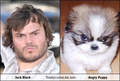 Angry Puppy *--------------*